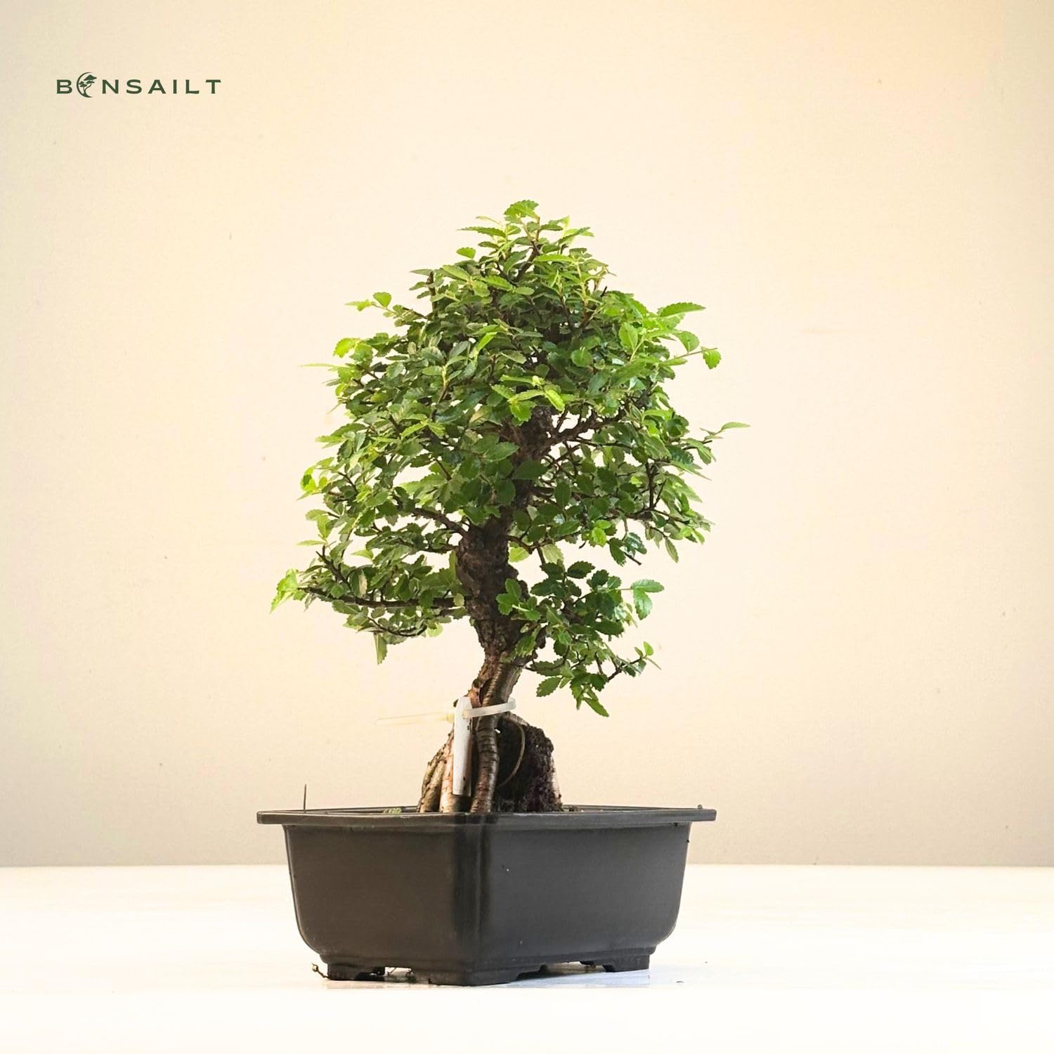 Ulmus parvifolia Bonsai auf Naturfelsen – Japanischer Import – Kunstvoll gewachsener Bonsai in Kunststoffschale – Rarität für Sammler.