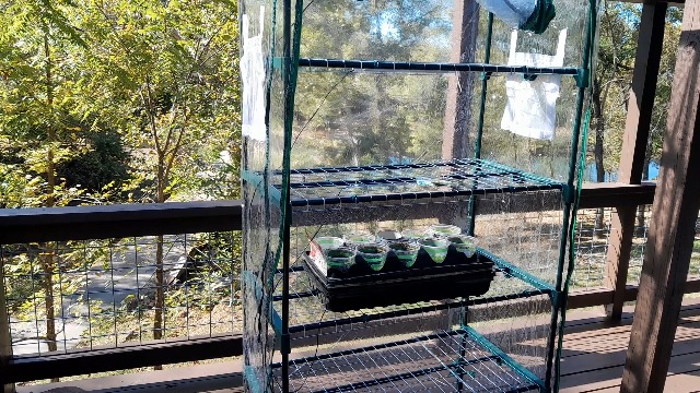 Watch From now on I'm growing my own!!! on Amazon Live
