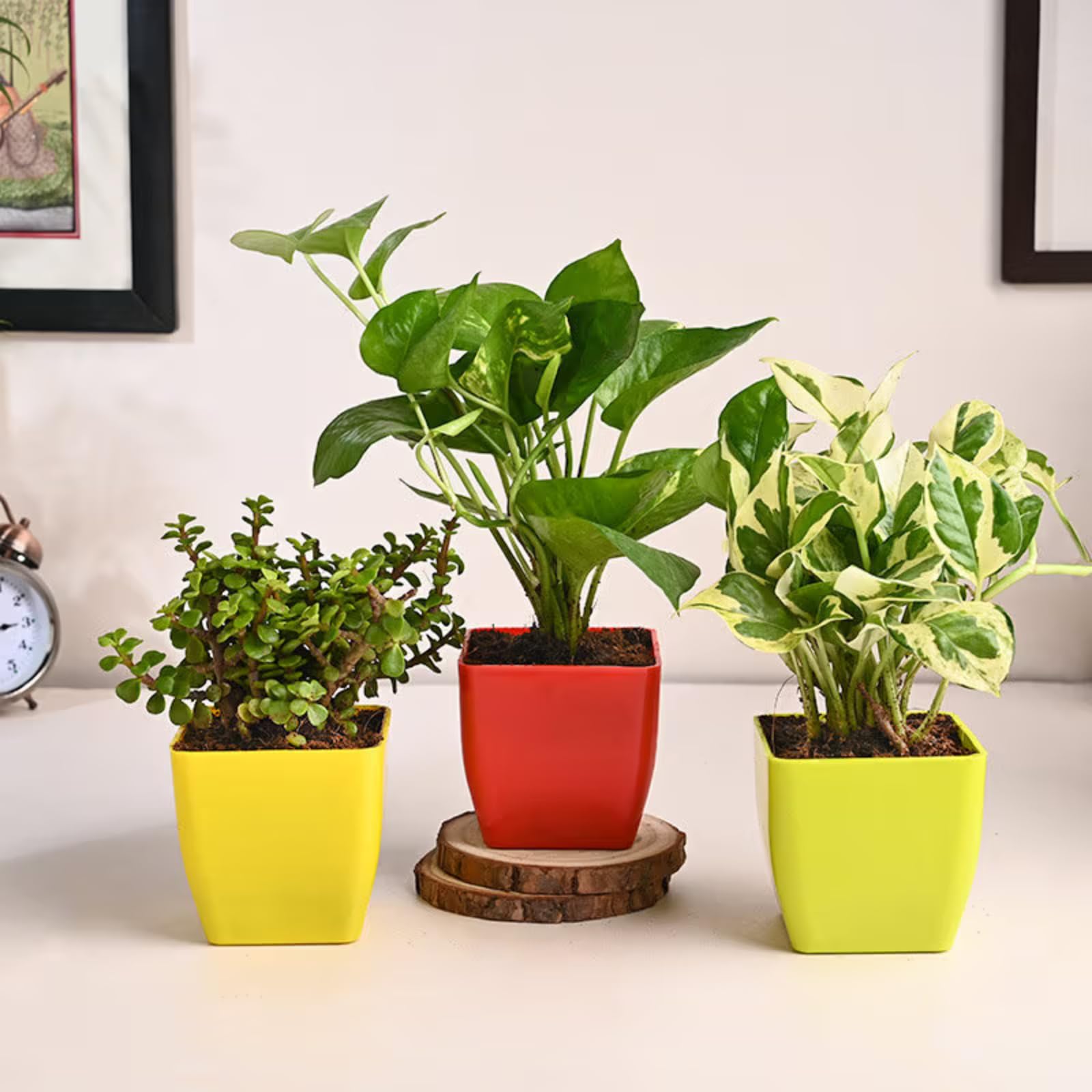 FlowerAura Air Purify Live Indoor Set of 3 Jade Plant, Money Plant & White Pothos Plant In Plastic Pots For Living Room, Balcony, Bedroom, Home/Office Decor & Occasions Gift (Same Day Delivery)-picture-25