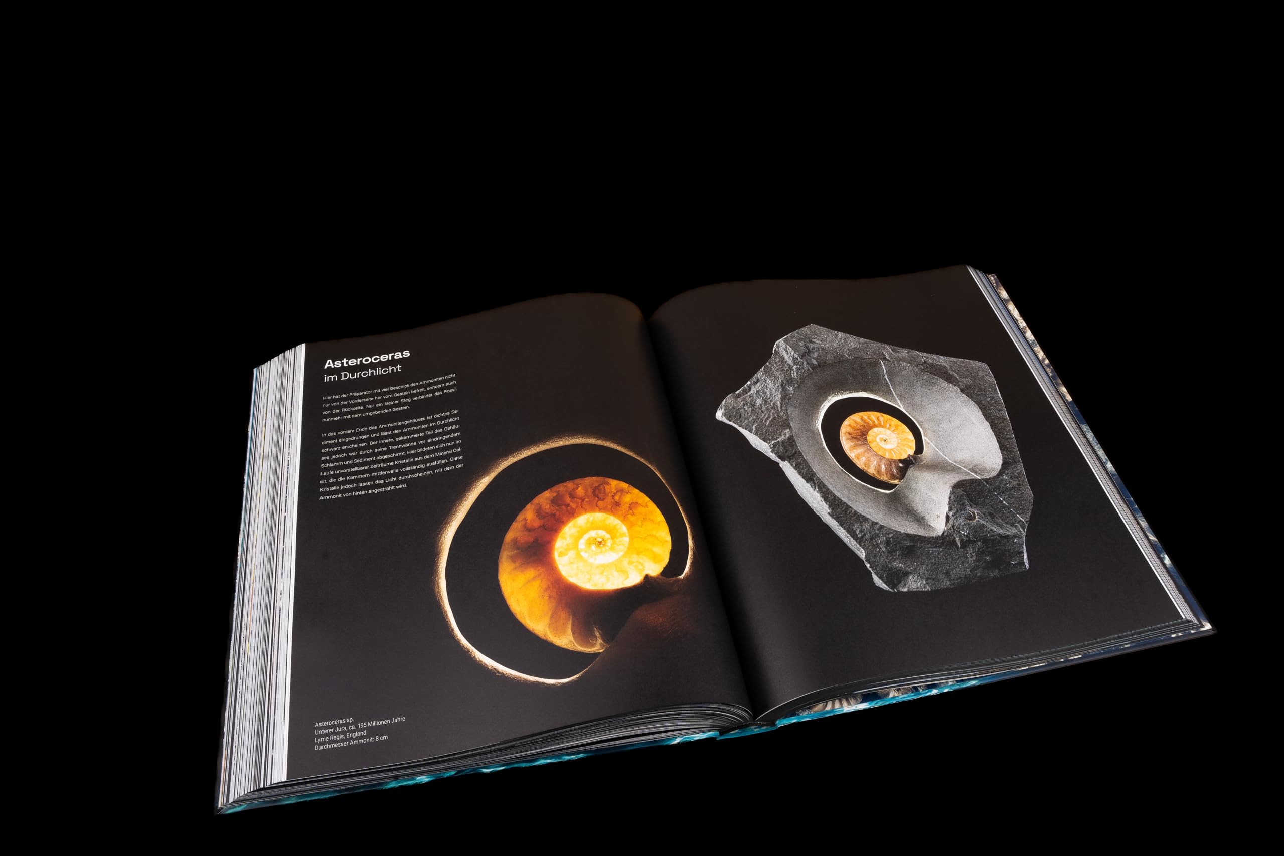 Ammonite Masterpieces - DEUTSCHE AUSGABE