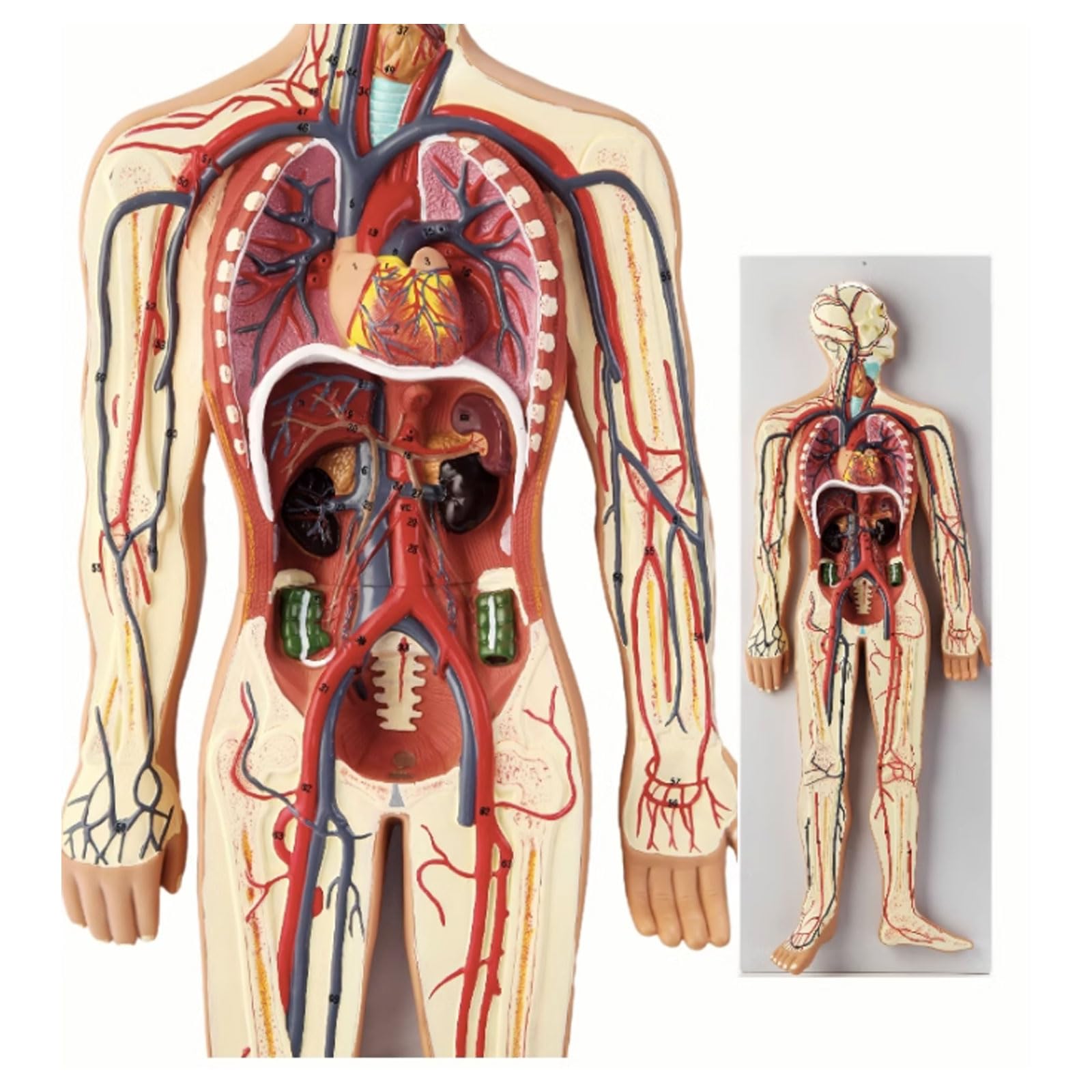 Model krążenia krwi człowieka trzewny serce narząd anatomia krwi model szpital szkoła pomoce dydaktyczne do medycznej edukacyjnej pomocy szkoleniowej model szkieletu model