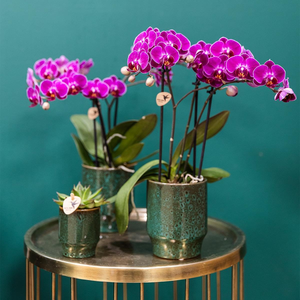 Kolibri Storczyki | COMBI DEAL z 4 fioletowych storczyków phalaenopsis - Morelia - wielkość doniczki Ø9cm | kwitnąca roślina doniczkowa - świeża od hodowcy