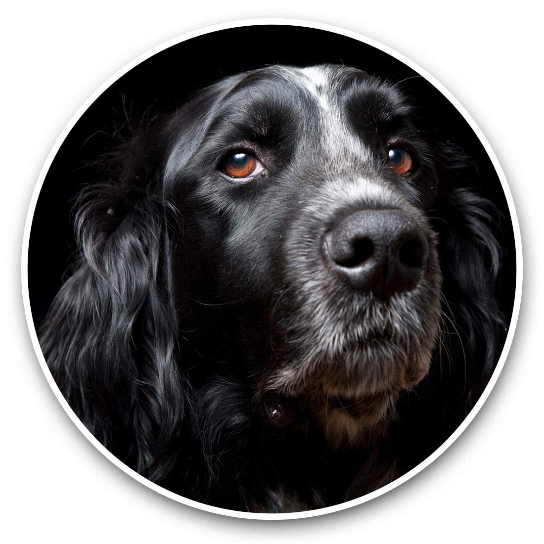 Awesome Vinyl Stickers (Set of 2) 7.5cm - Black Spaniel Dog Cocker Springer Fun Decals for Laptops,Tablets,Luggage,Scrap Booking,Fridges #44334