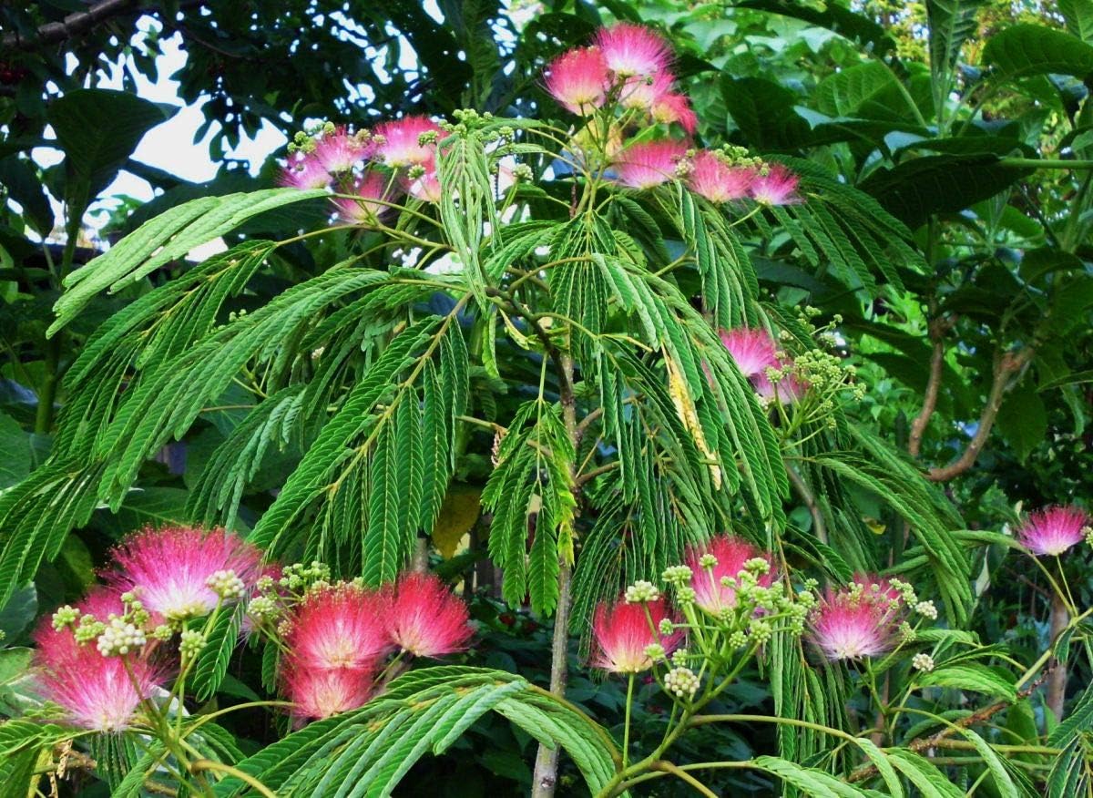 25 Graines D'Arbre à Soie Albizia (Albizia Julibrissin