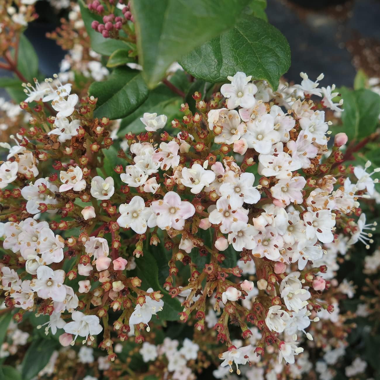 PERFECT PLANTS Spring Bouquet Viburnum Shrub 7 Gallon | Live Shrubs for Outdoor Planting | Evergreen & Easy to Care for | Fragrant & Sweet White Flowers Bloom in Spring