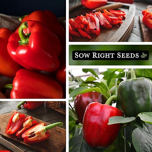 Miniatura 4 de Sow Right Seeds - Semilla de pimiento de California Wonder para plantar - Paquete de reliquia sin OMG con instrucciones para plantar un huerto en el