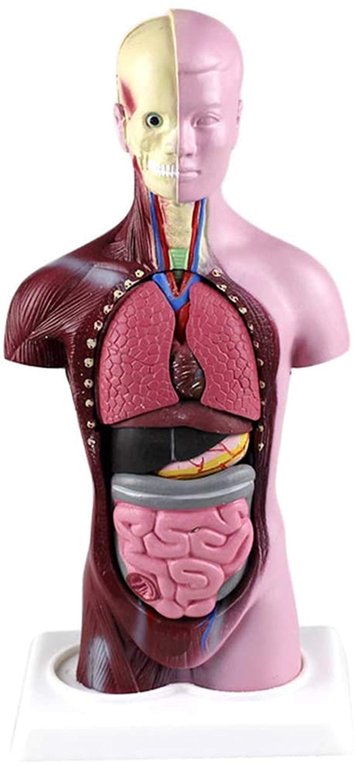 Model studyjny 28CM Mini Model anatomiczny tułowia Model anatomiczny do nauki w klasie Wyświetlacz Model medyczny, modele medyczne i materiały edukacyjne