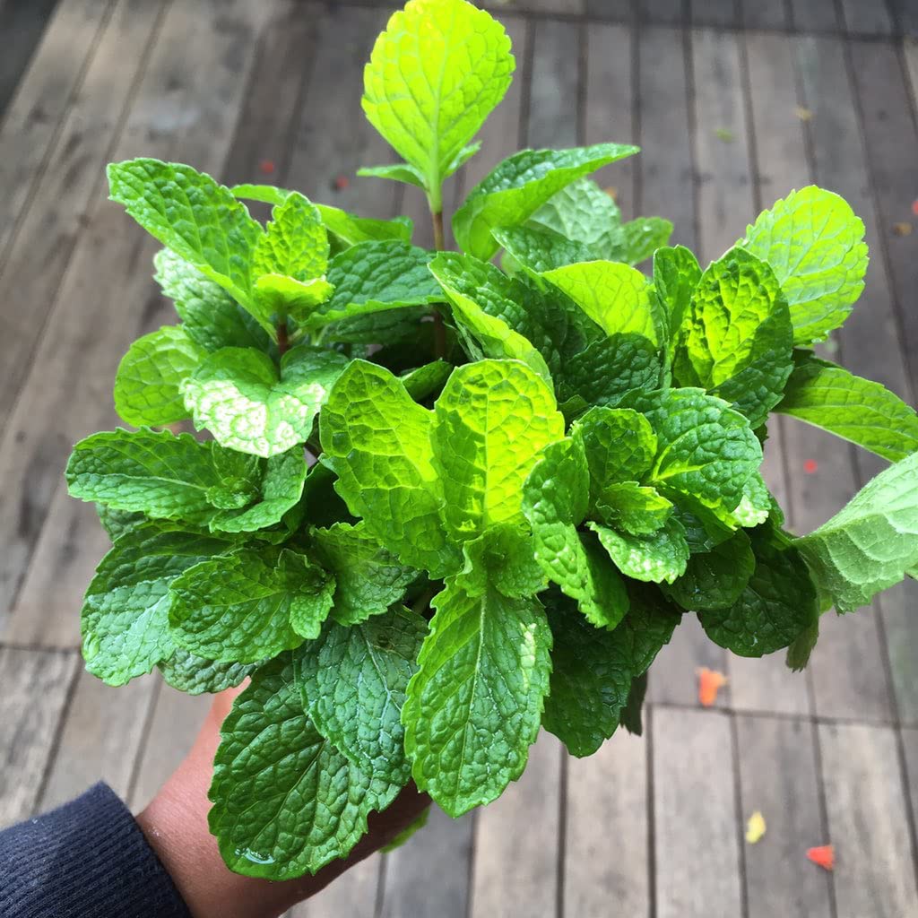 Diljeet SPICES 200Gm Podhina Powder |Peppermint Leaves (Without Stem -Hand Picked) - Image 5 thumbnail