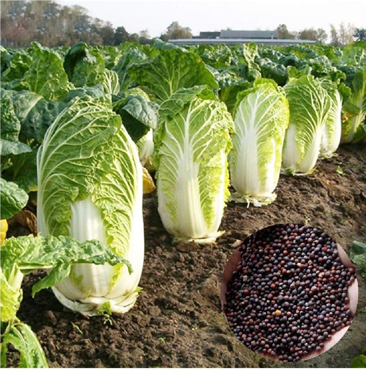 Chinese Cabbage Seeds (Hybrid) | Napa Cabbage, Chinese Leaf, Celery Cabbage, Wombok & Hakusai Seeds | High Germination Seed for Home Gardening, Kitchen Garden & Terrace Garden-image-42