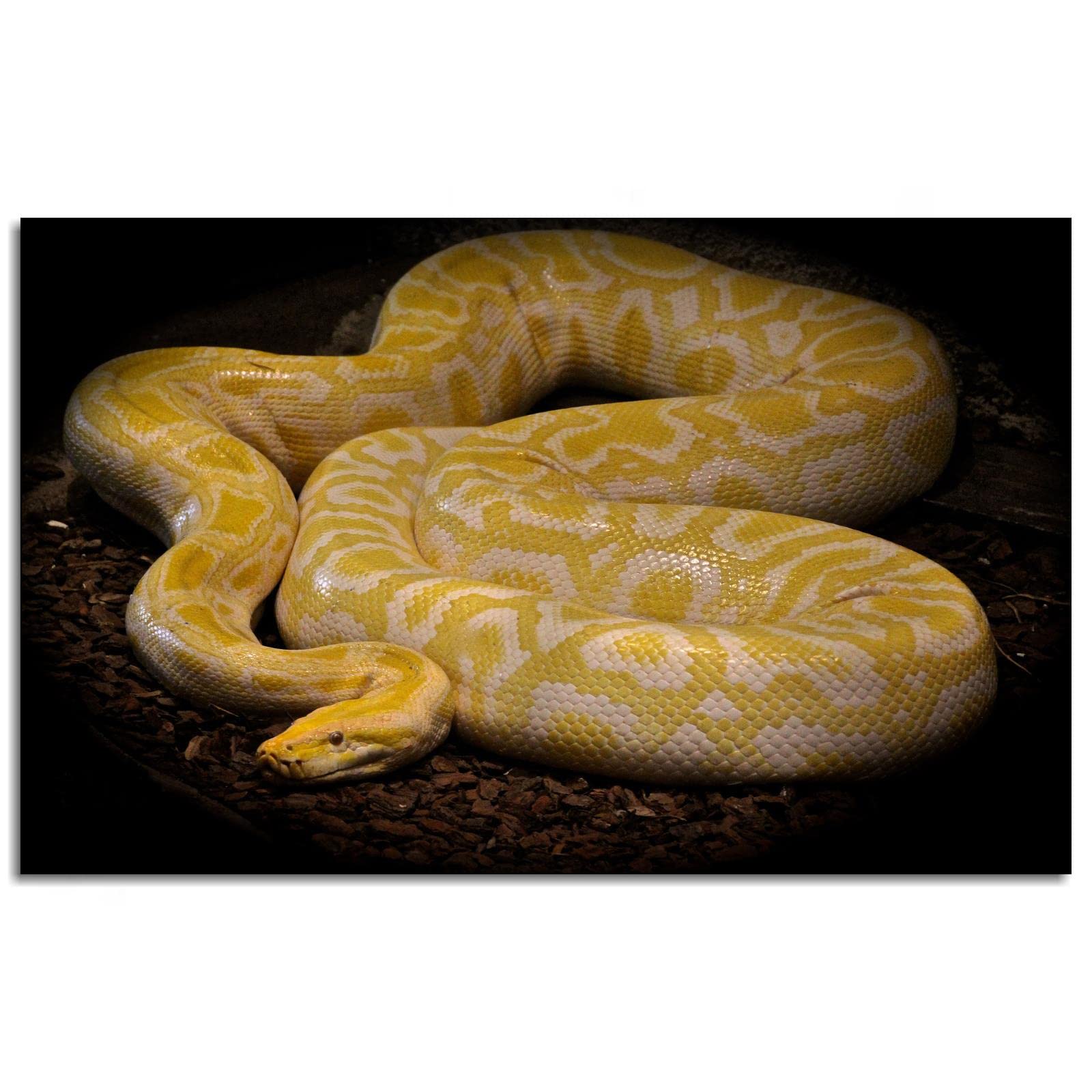 Snake Wallpaper Ball Python