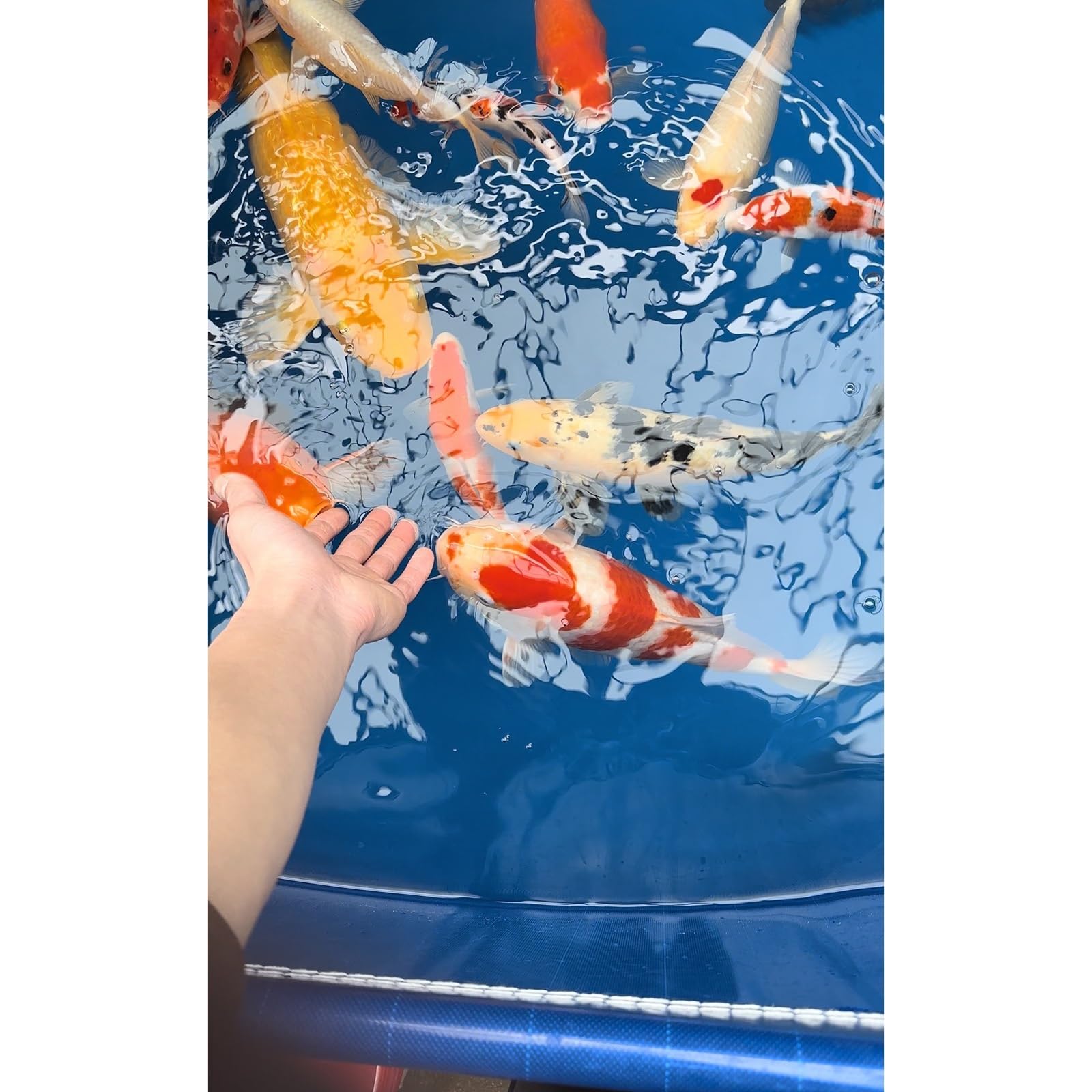 Laghetto per Carpe Koi in PVC di Alta qualità da 1050 Litri - Piscina Fuori Terra Pieghevole con Supporto in Acciaio, Adatta per acquacoltura e Nuoto Domestico, Serbatoio dell'Acqua 1,5x1x0,