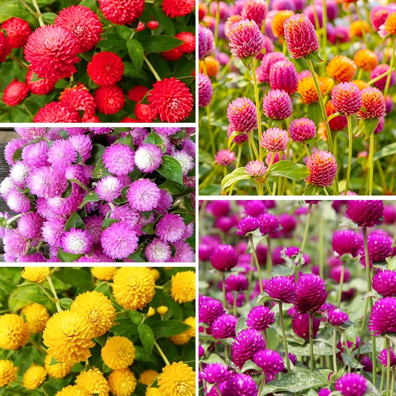 50Pcs Globe Amaranth Seeds for Planting - Long-Lasting Flowers Drought Tolerant Cut Flower Garden Essential