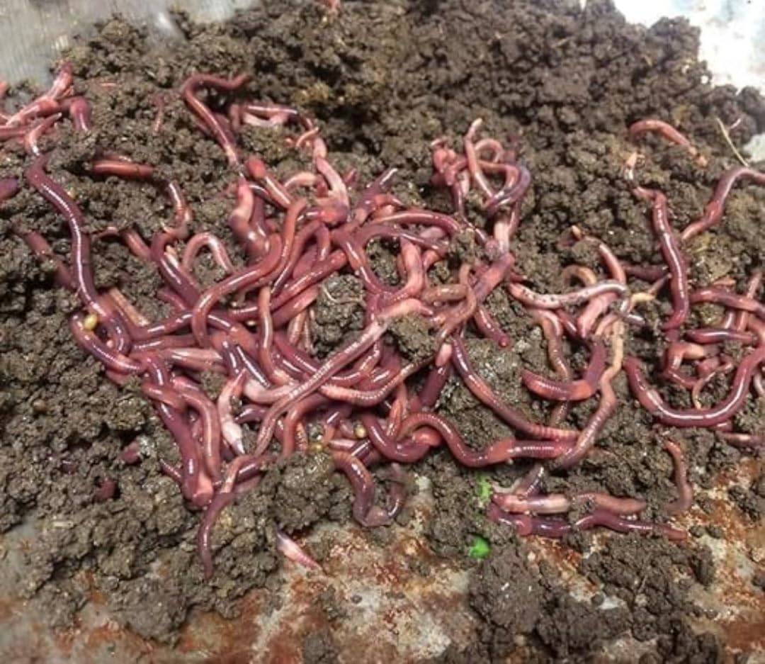 Earthworms Live for vermi Compost(200pcs)-picture-13