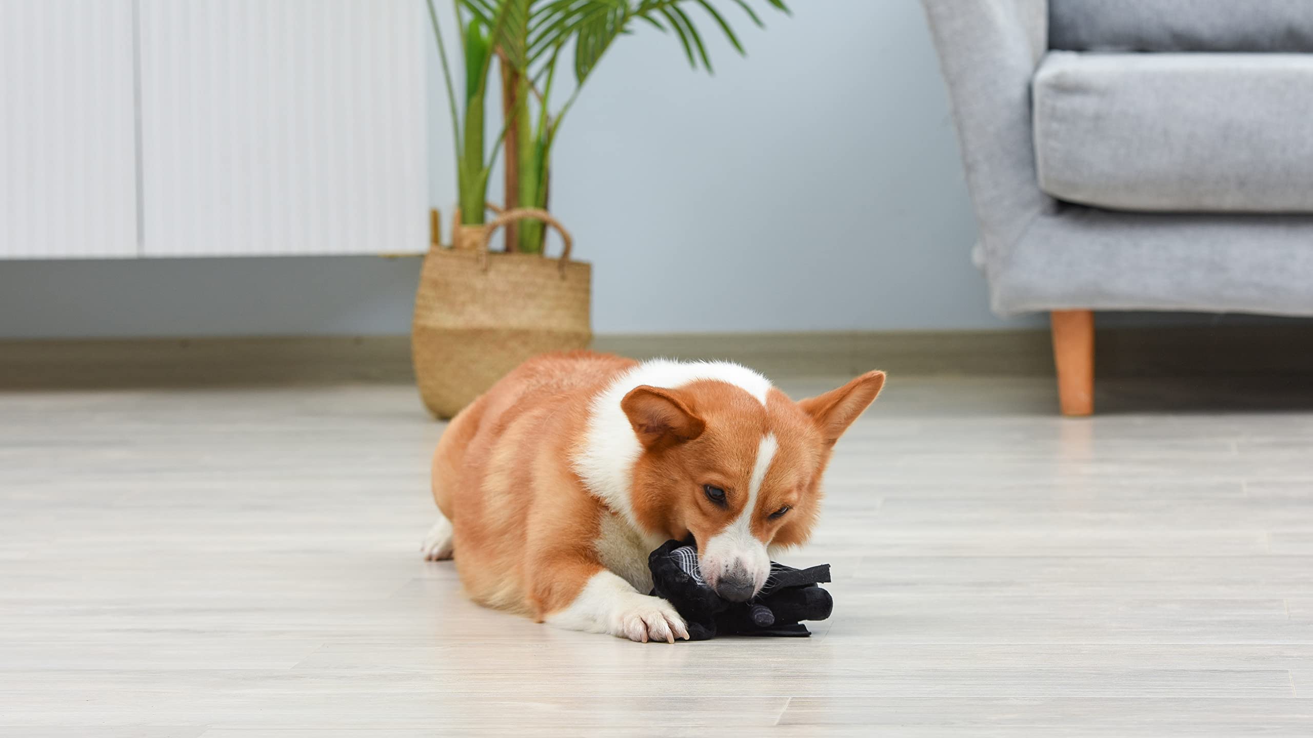 Star Wars for Pets Kylo REN - Giocattolo sonoro per cani in peluche Kylo Ren, 22,9 cm, giocattolo per cani in morbido tessuto, giocattoli per cani con sonaglio, giocattoli da masticare per cani
