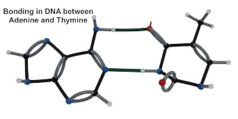 Biochemistry Molecular Model Set by Mega Molecules: Organic Chemistry Kit for Amino Acids, Nucleotides, Proteins, Lipids, and 3D Molecular Visualization