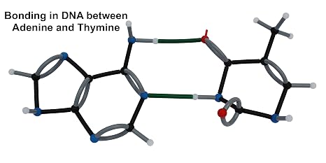 Biochemistry Molecular Model Set by Mega Molecules: Organic Chemistry Kit for Amino Acids, Nucleotides, Proteins, Lipids, and 3D Molecular Visualization