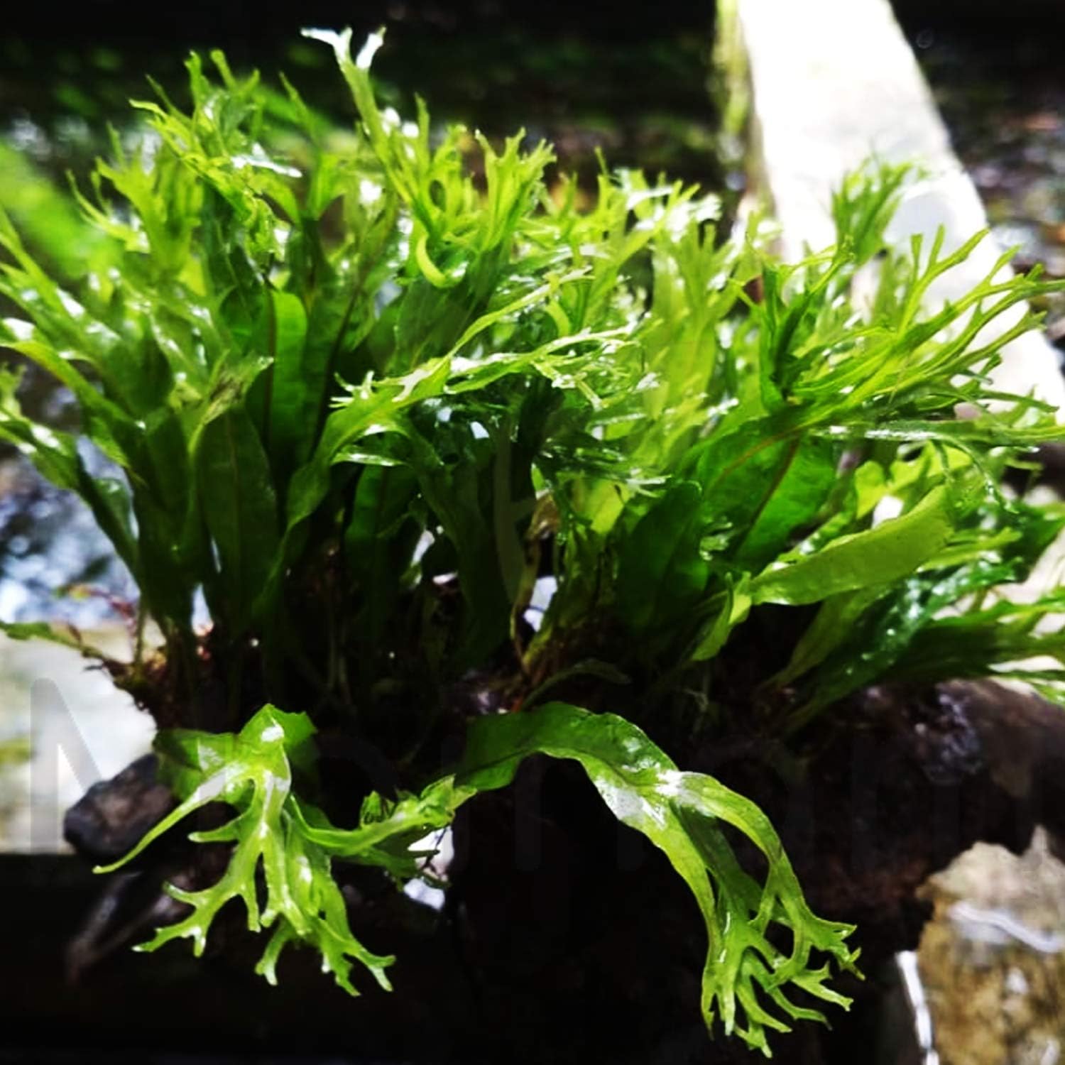 Amazon.com: Java Fern Windelov Tropical Live Aquarium Plants Freshwater ...