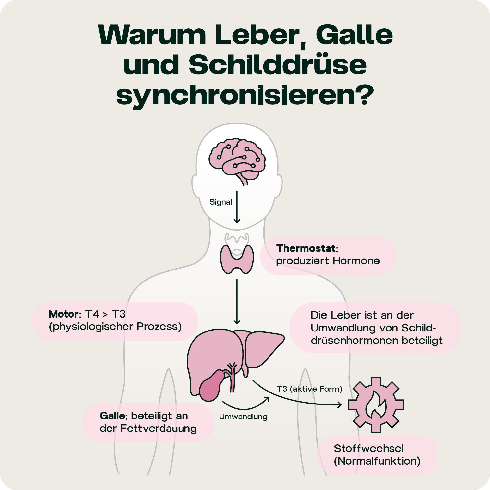 Leber-Komplex mit TUDCA | Schilddrüsen-Umwandler Formel + liposomales Glutathion, Cholin und Selen - produziert in Europa - 60 Kapseln