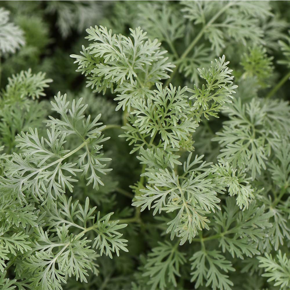 Artemisia Arborescens Powis Castle Artemisia arborescens Brass Band Wormwood Half-Hardy Perennial Evergreen Shrub Silver Edging 1 Litre Pot x 1 by Thompson and Morgan