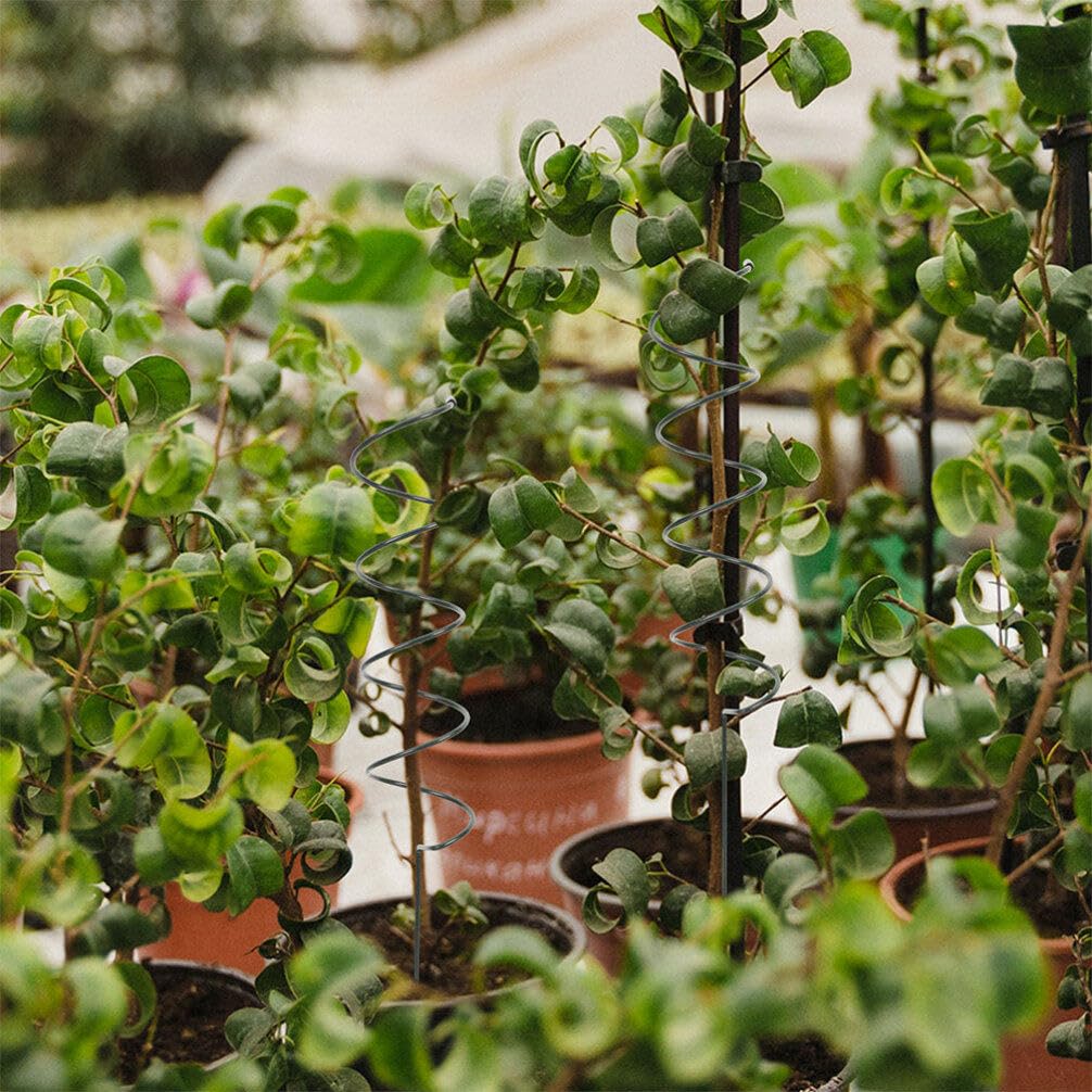 Happyyami 8pièces Support De Plante Torsadé Métal Lot de Tuteurs Spirales pour Plantes pour Jardinage Renforcement De Tiges Unique De Hauteur