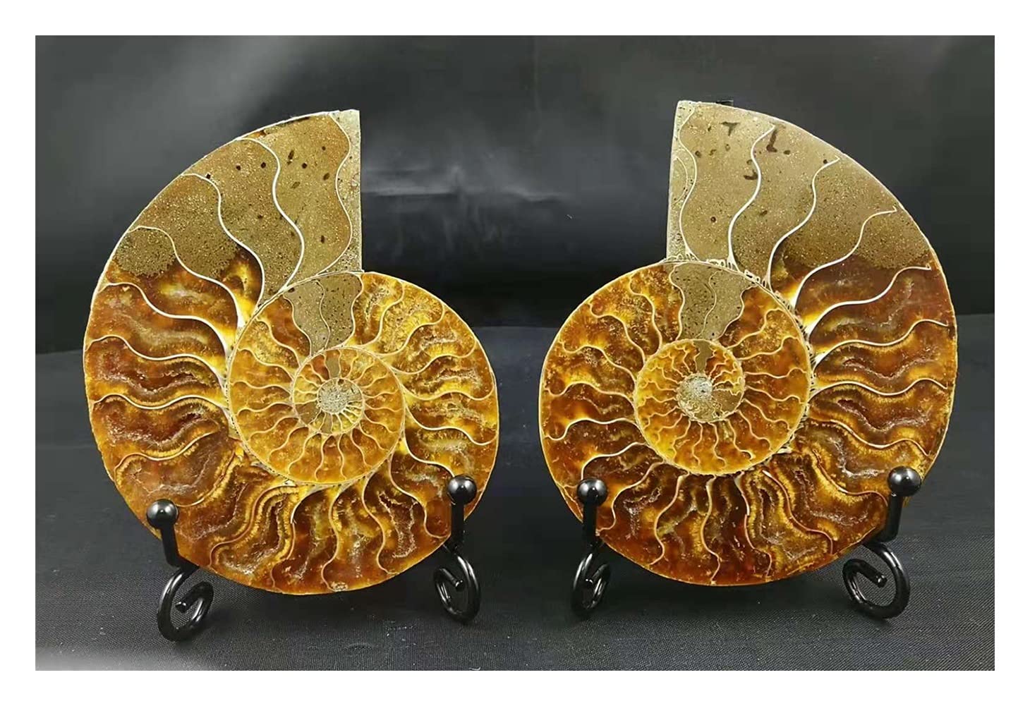 EIN Paar große schillernde Muscheln Madagaskar, Natursteine ​​und Mineralien, Proben, Ausstellungsstücke, Einrichtungsgegenstände, Kunsthandwerk (Größe: EIN Set mit 250–300 g) ERTEYIN (Size : A Set o