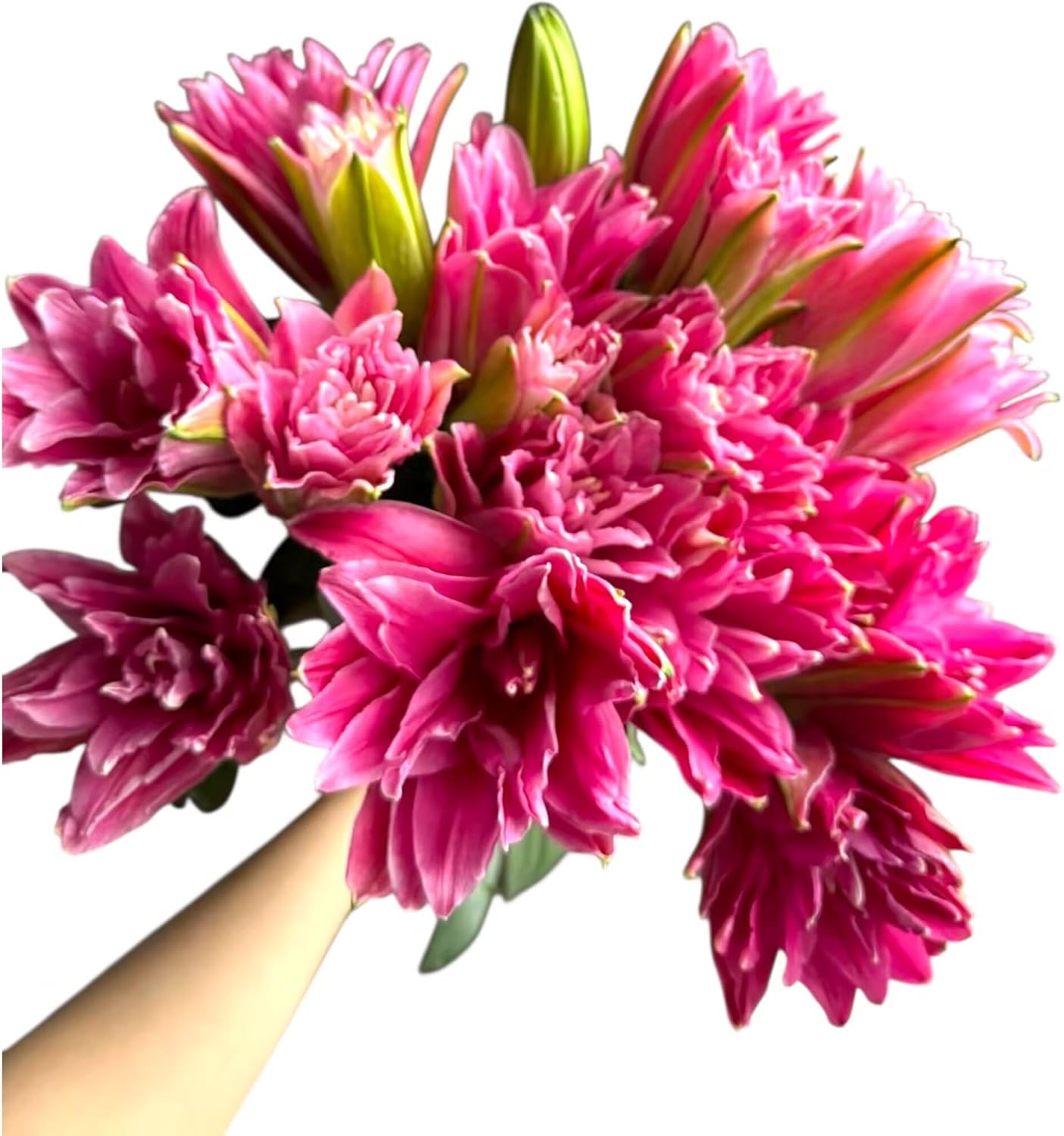 5 Stems Fresh Cut Double Lilies Long Lasting Fragrance Suitable for Hydroponic Flower Arrangements Shipped in Fresh Bud State Used to Express Sympathy Friendship and Love