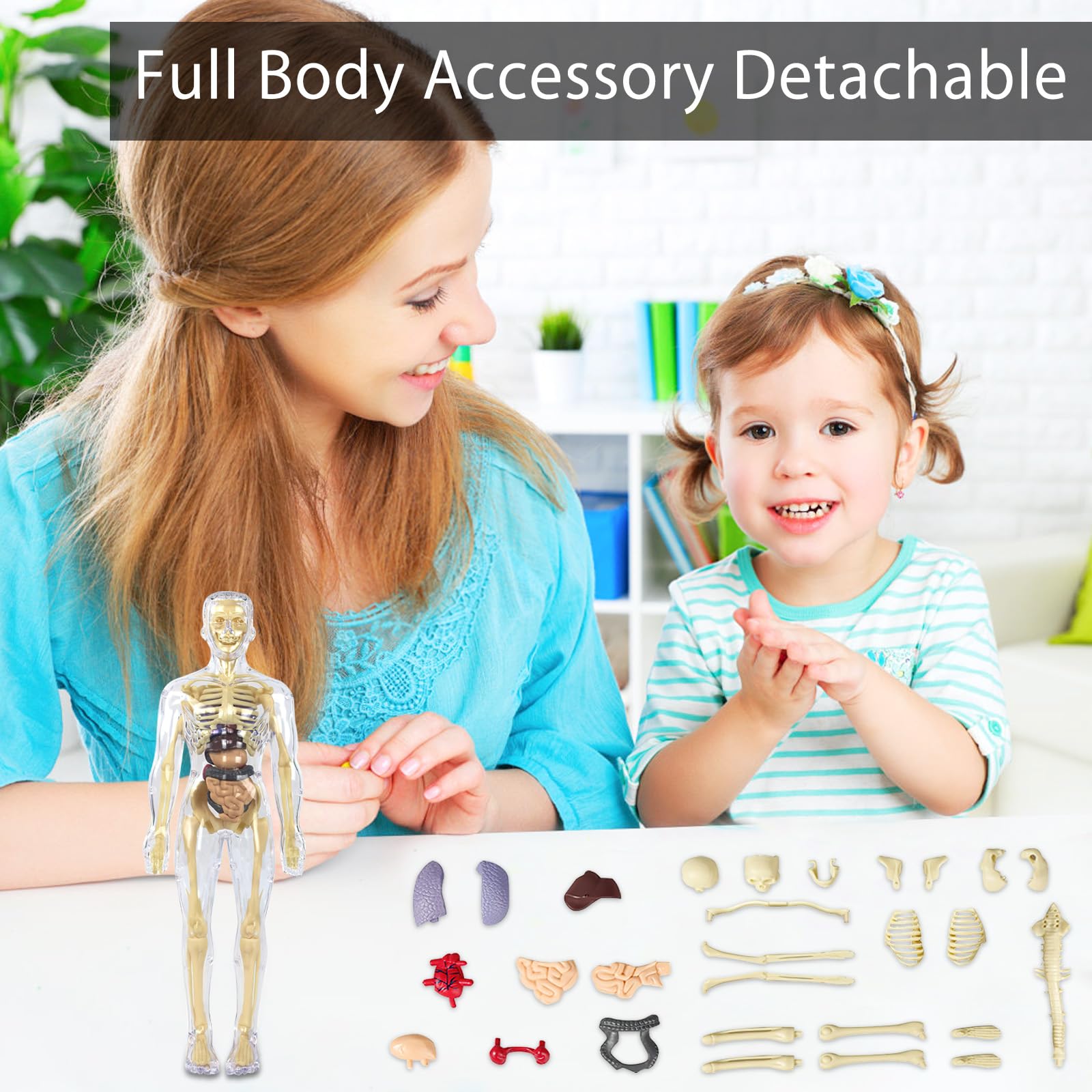 Anatomiczny model tułowia 3D, szkielet ludzkiego ciała, model edukacyjny dla dzieci, przedszkolna