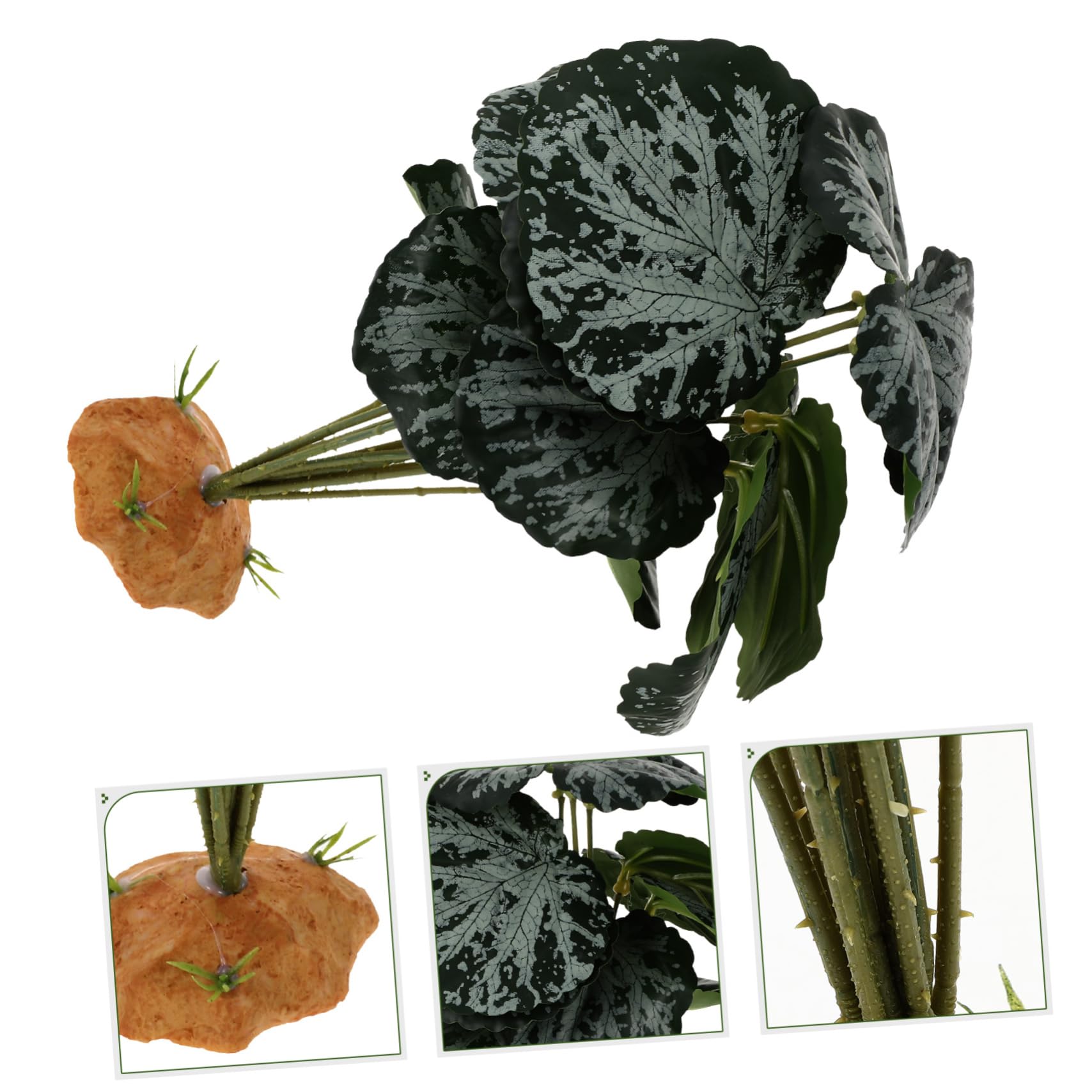 cumin seeds planting Cumin, Black – Nichols Garden Nursery main image 0