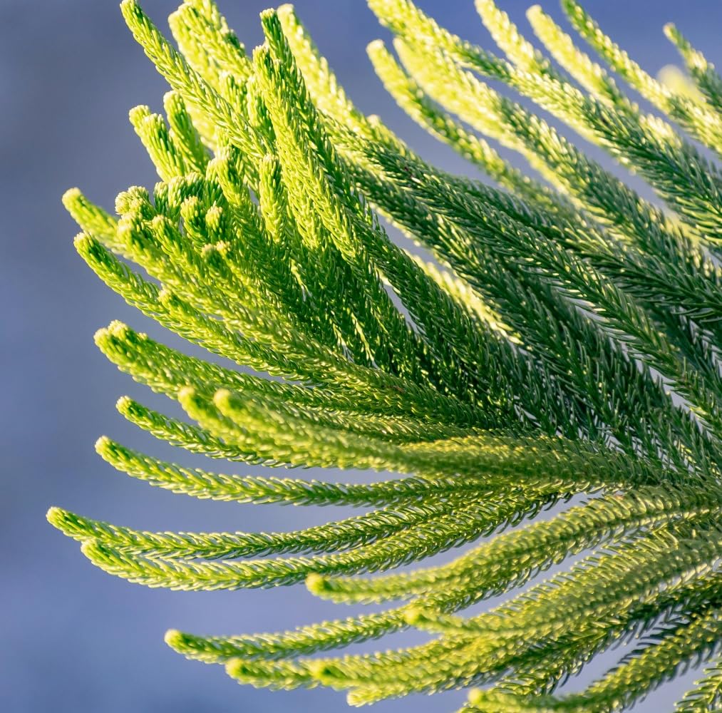 Planta natural Araucaria heterophylla, 40-50 cm. Pino de Norfolk. Árbol perenne, de hojas en forma de aguja, de aspecto simétrico y elegante. Segura Garden.
