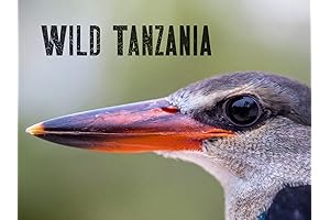 Brothers in Blood: The Lions of Sabi Sand