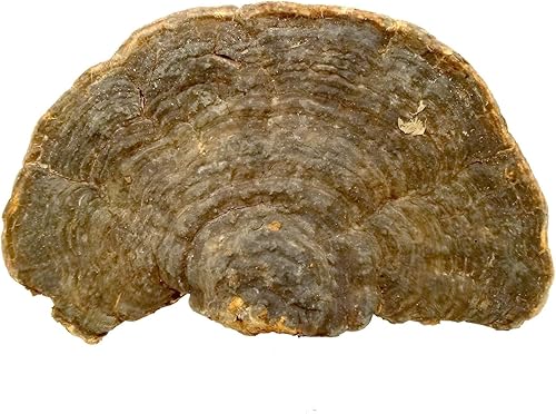 Crecimiento salvaje cian Ganoderma lucidumLucid Ganodermalingzhi, 35.3 onzas.