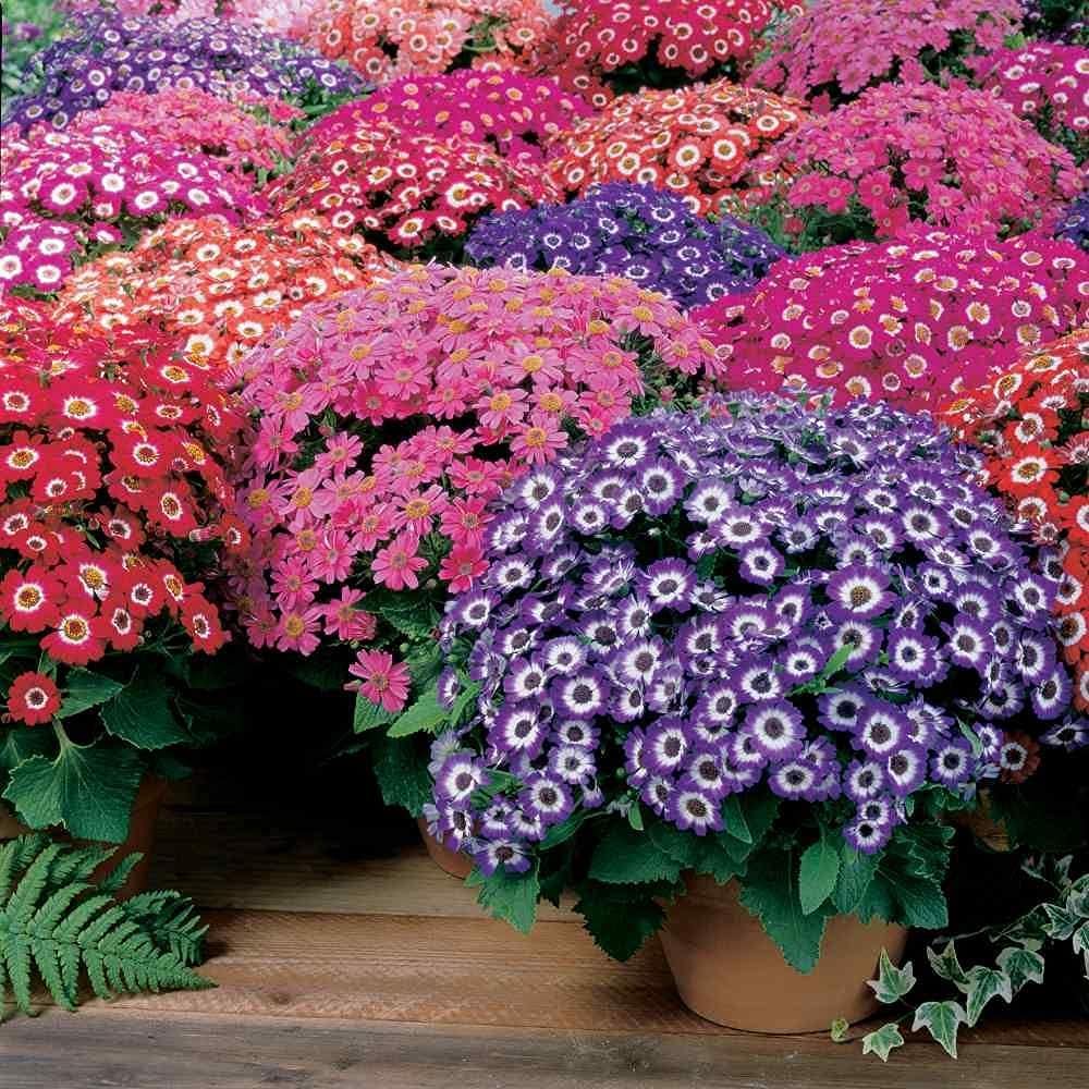 SRI SAI FORESTRY Cineraria Flower Seeds for Home Garden Terrace Apartments Balcony Pack of 100
