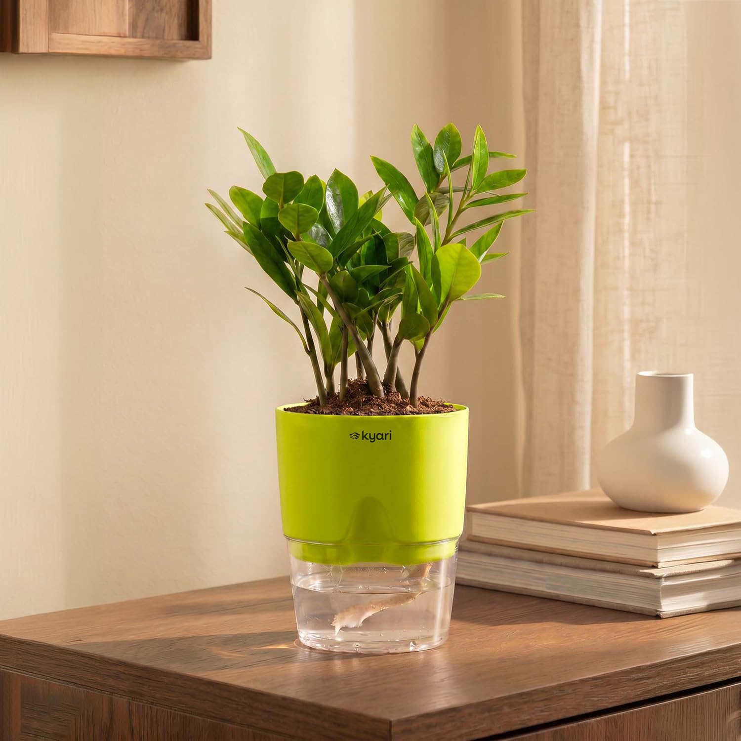 Kyari Zamia Green ZZ Plant - Air Purifying & Self Watering -18
