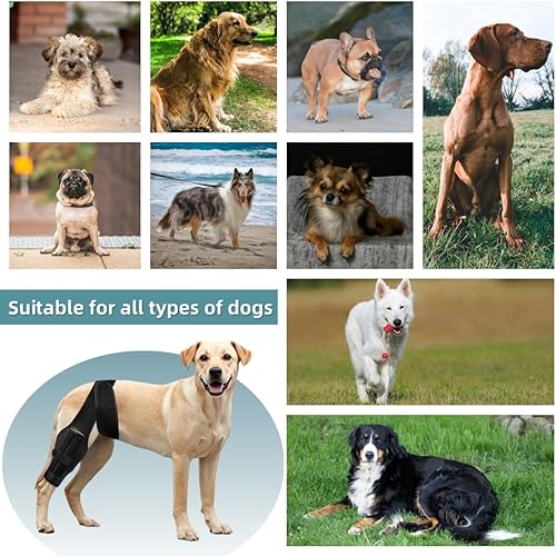 Miniatura 6 de Rodillera para perro para desgarro del ligamento cruzado anterior o trasero, displasia de cadera, artritis, lesiones de ligamentos, soporte de