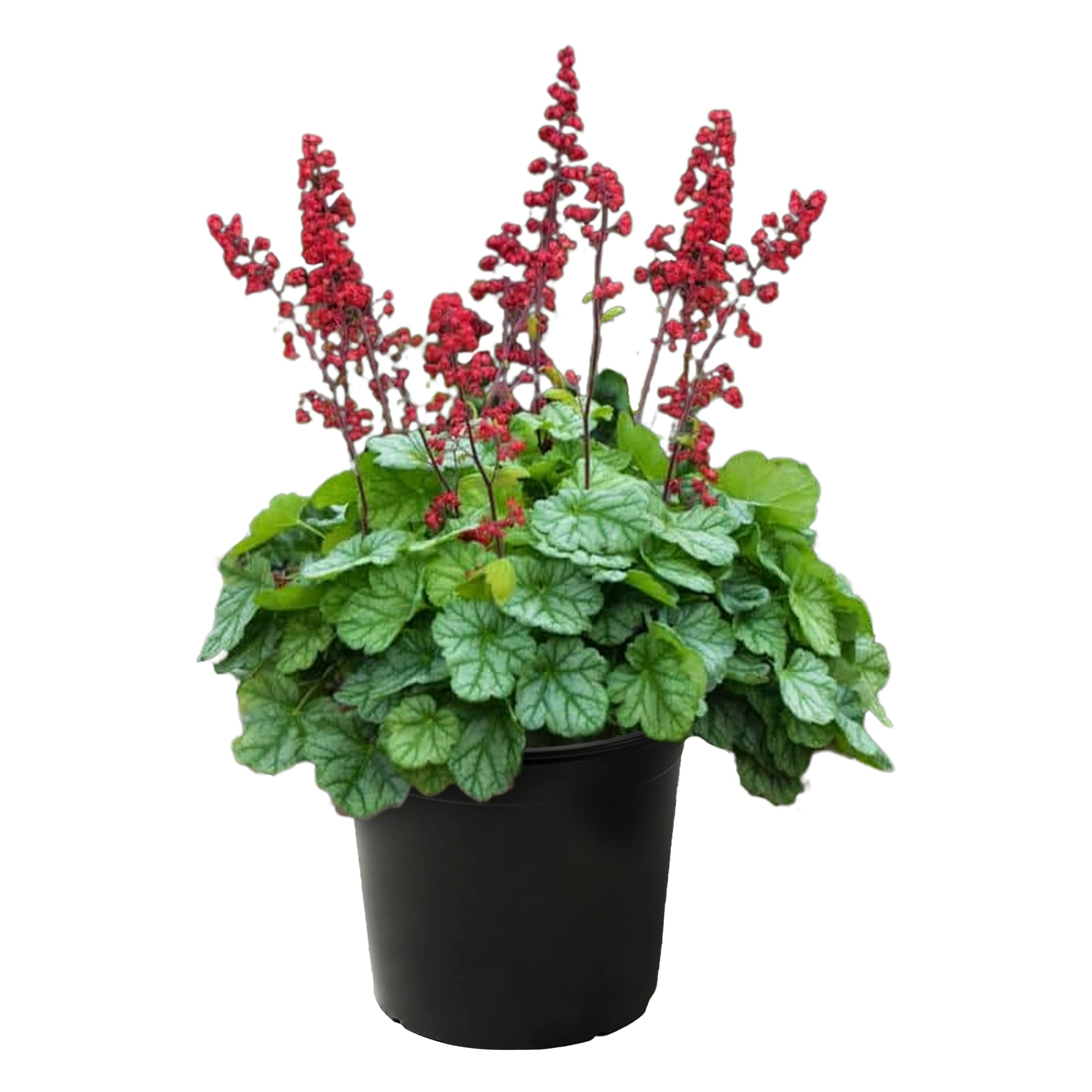 The Three Company Live Heuchera Shades of Green