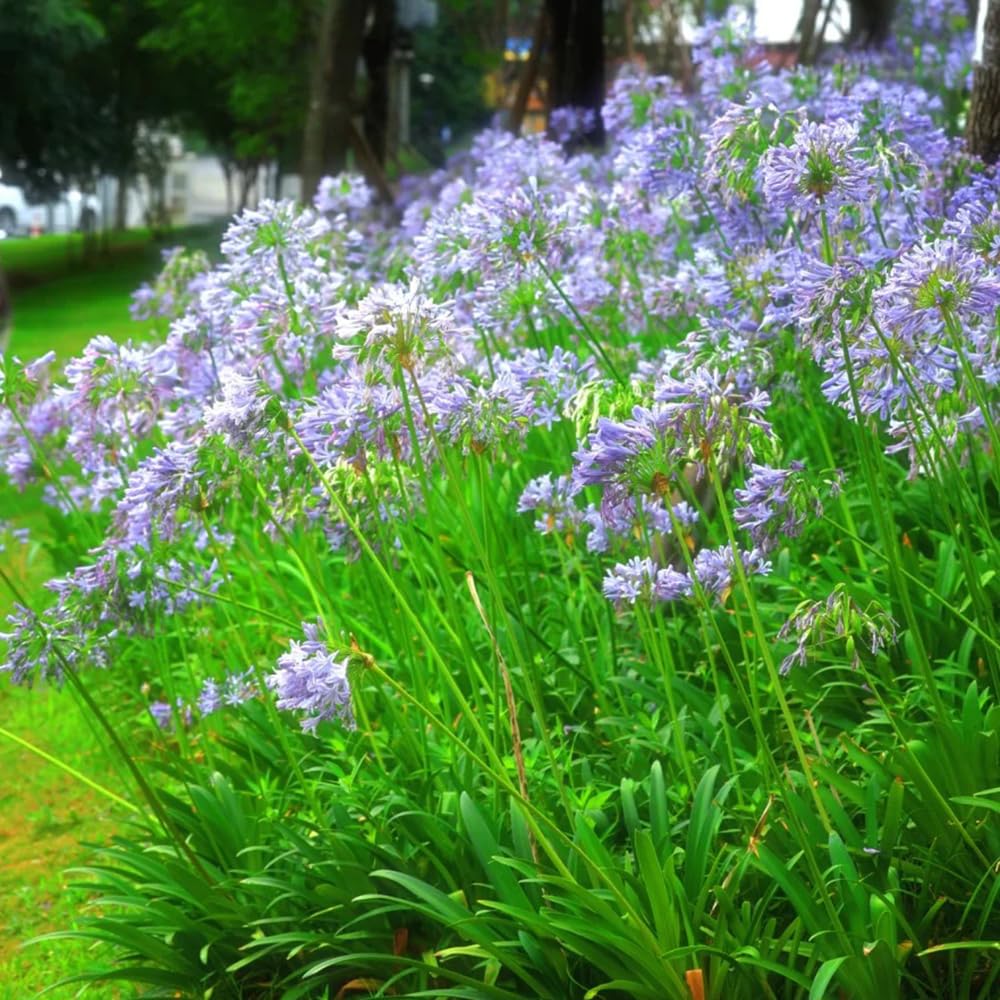 agapanto agapanthus - temprana de invierno 5bulbos