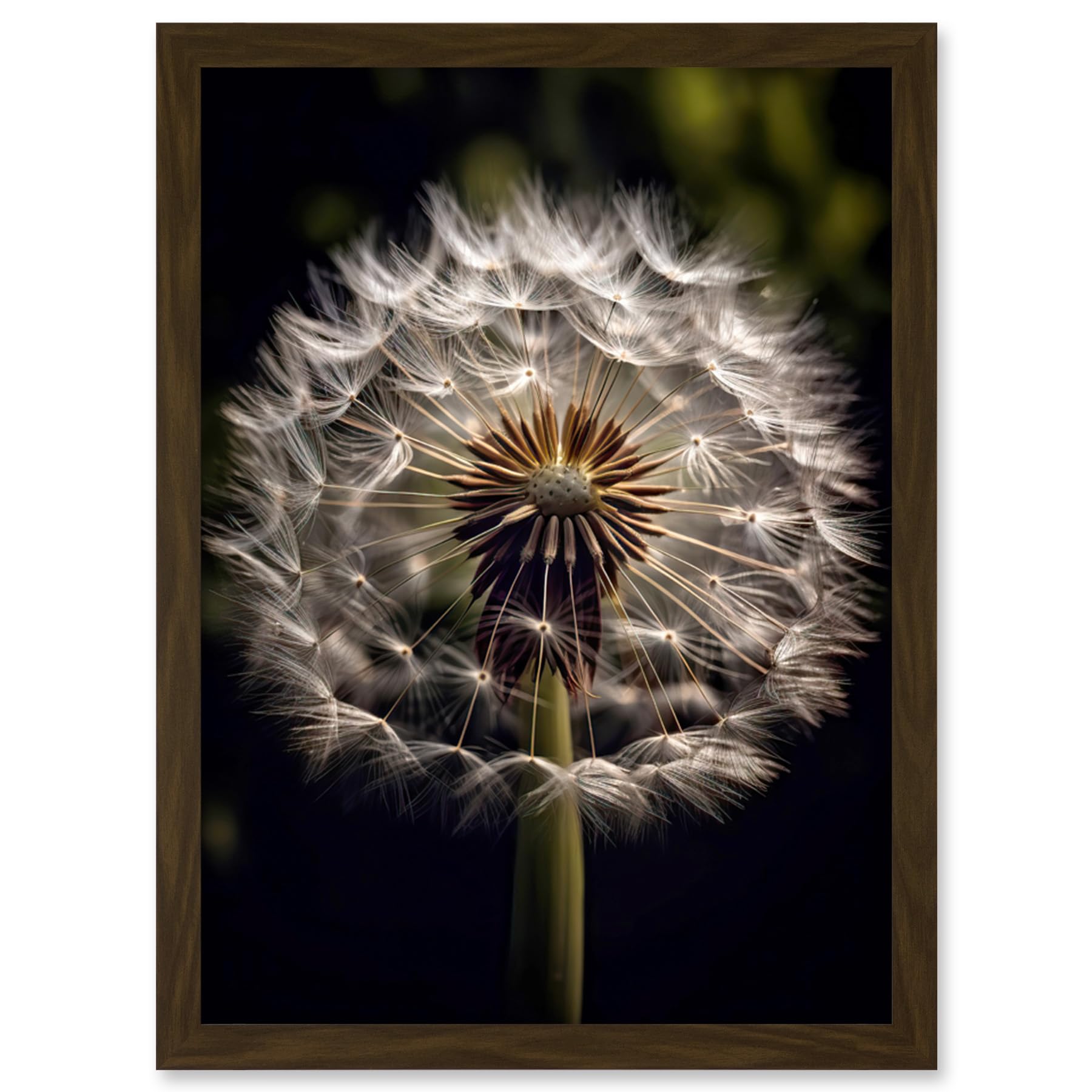 Artery8 Dandelion Flower Pappus Macro Photograph Dark Close Up Detail Artwork Framed Wall Art Print A4