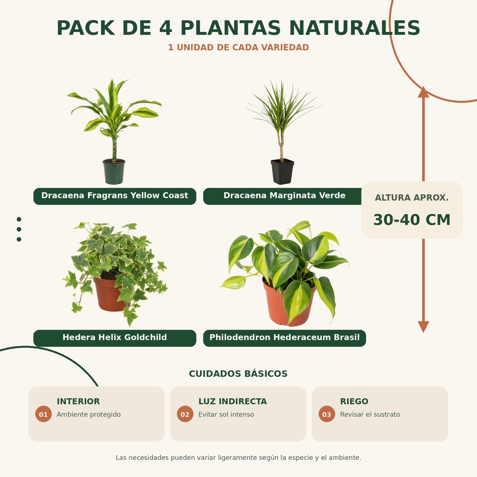 DECOALIVE Pack 4 Plantas de Interior para Amantes con Experiencia