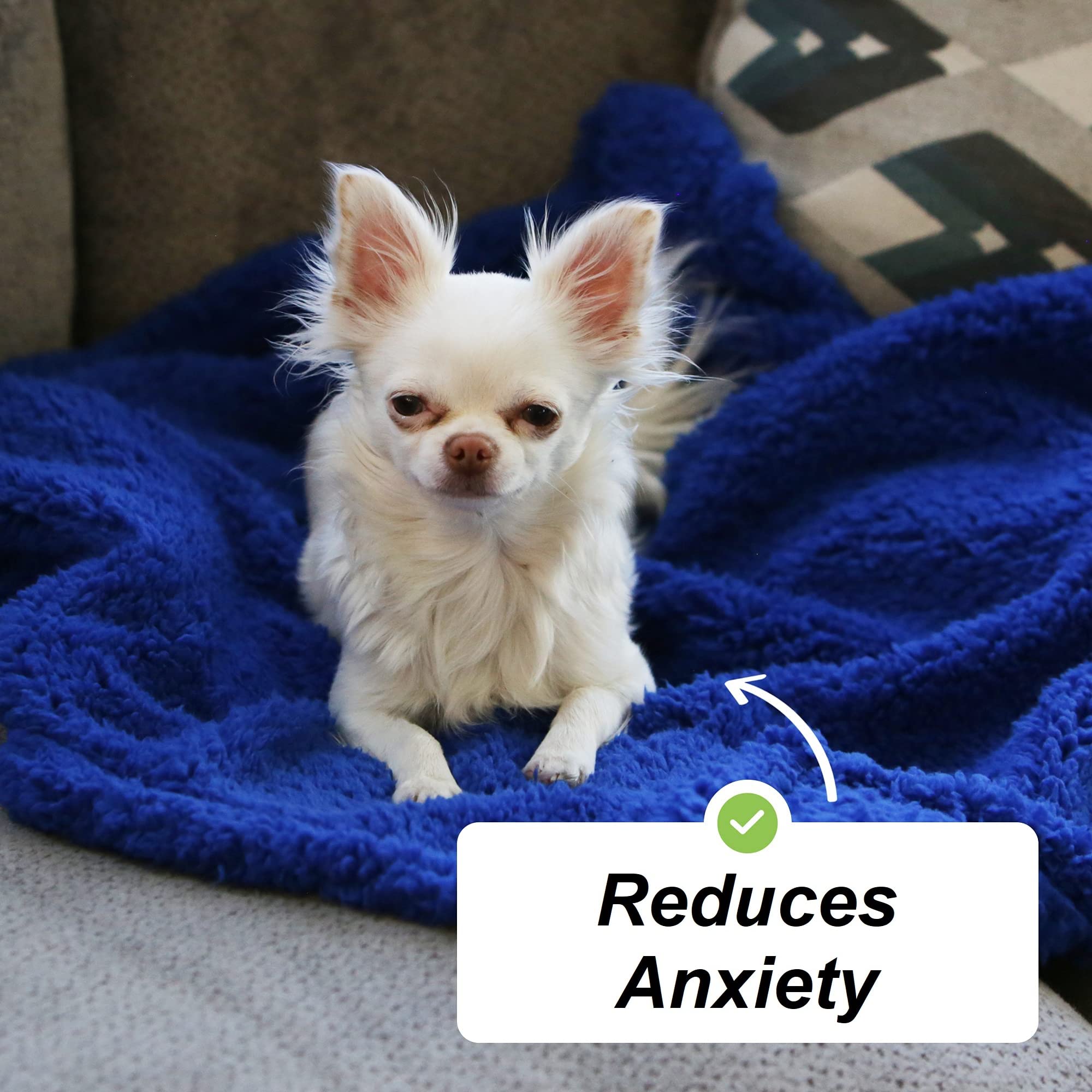 Can Chihuahuas Breath Under Blankets