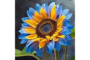 Rare Blue Sunflower Seeds - Vibrant Beauty for Your Garden
