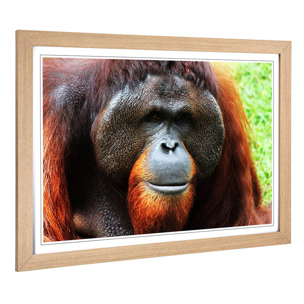Big Box Art Framed Print of Orangutan Monkey Design | Wall Art Picture | Home Decor for Kitchen, Living, Dining Room, Lounge, Bedroom, Hallway, Office, Oak, A2 / 24.5x18 Inch / 62x45cm