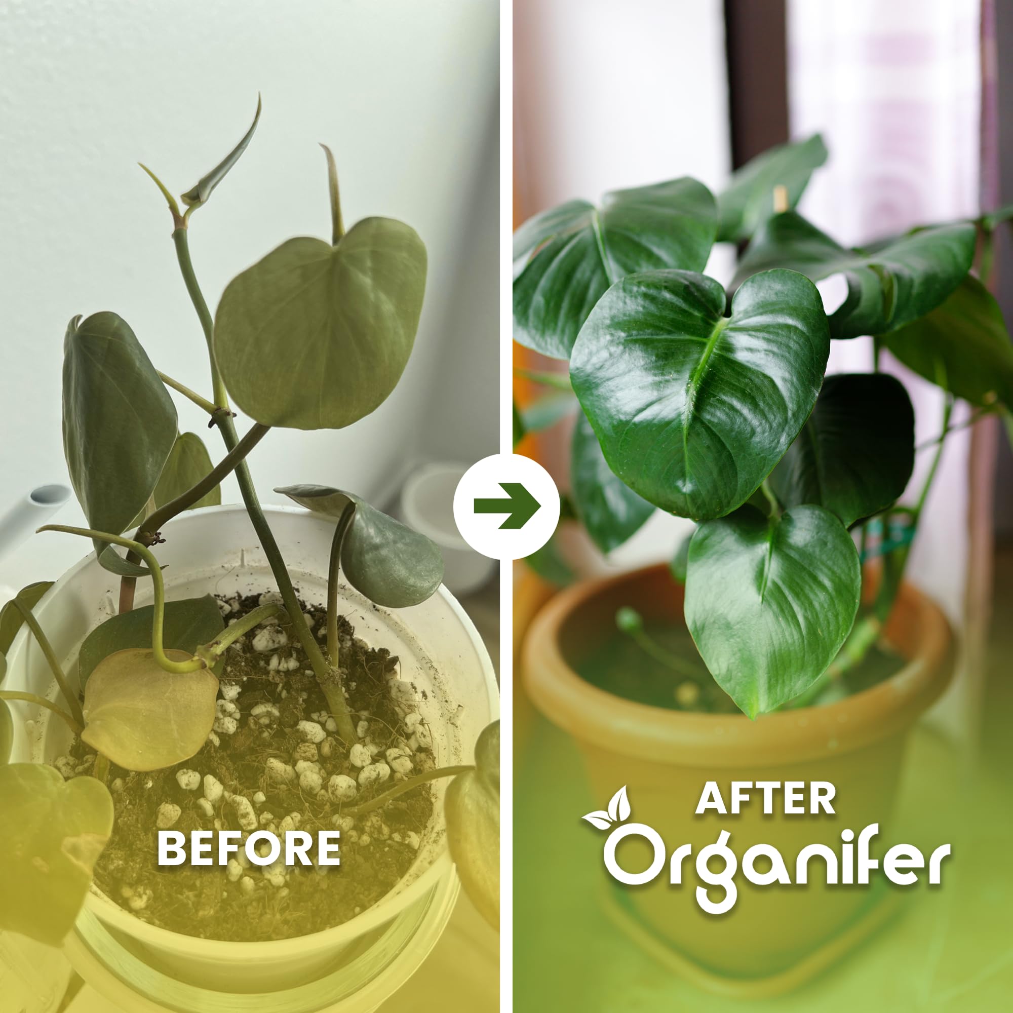 Philodendron Uniwersalny Nawóz Organiczny - 5x1L - NPK 2-1-8 | Zdrowe Liście - Silne Korzenie I Wysoka Plonność - Organifer