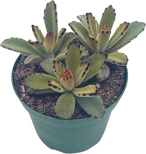 Miniatura 4 de BubbleBlooms Solider de chocolate en una maceta de 4 pulgadas Kalanchoe Tomentosa Velvet Panda Planta de felpa