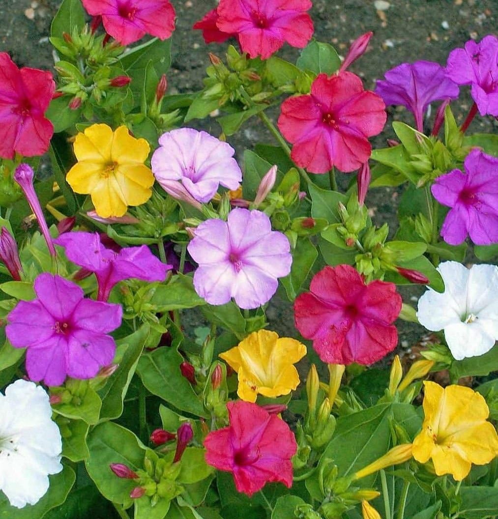 Four O'clock Formula Mix Fragrant - Easy grow Ornamental - Flower Seeds (50)