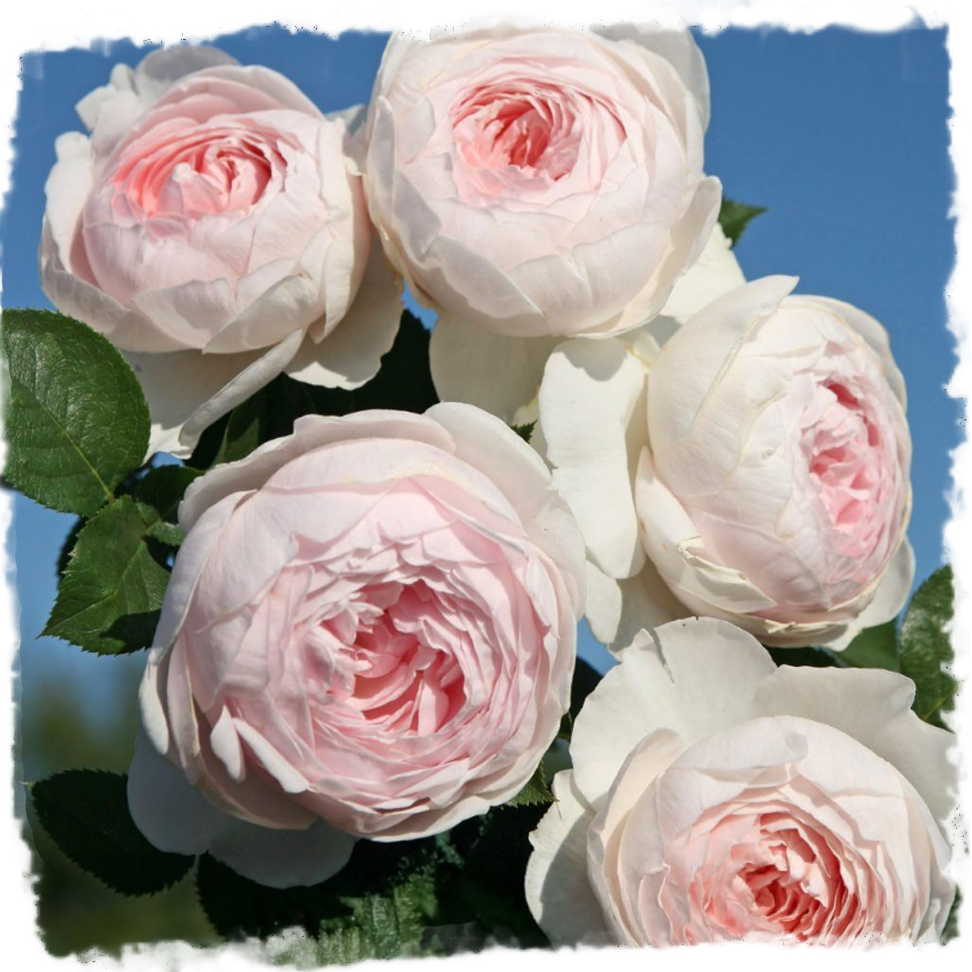 Earth Angel Parfuma Rose, 1.5 Gal Potted, Blush Pink Peony-Shaped Blooms, Own Root, Hardy Zones 5-10, Live Plant, Stargazer Perennials