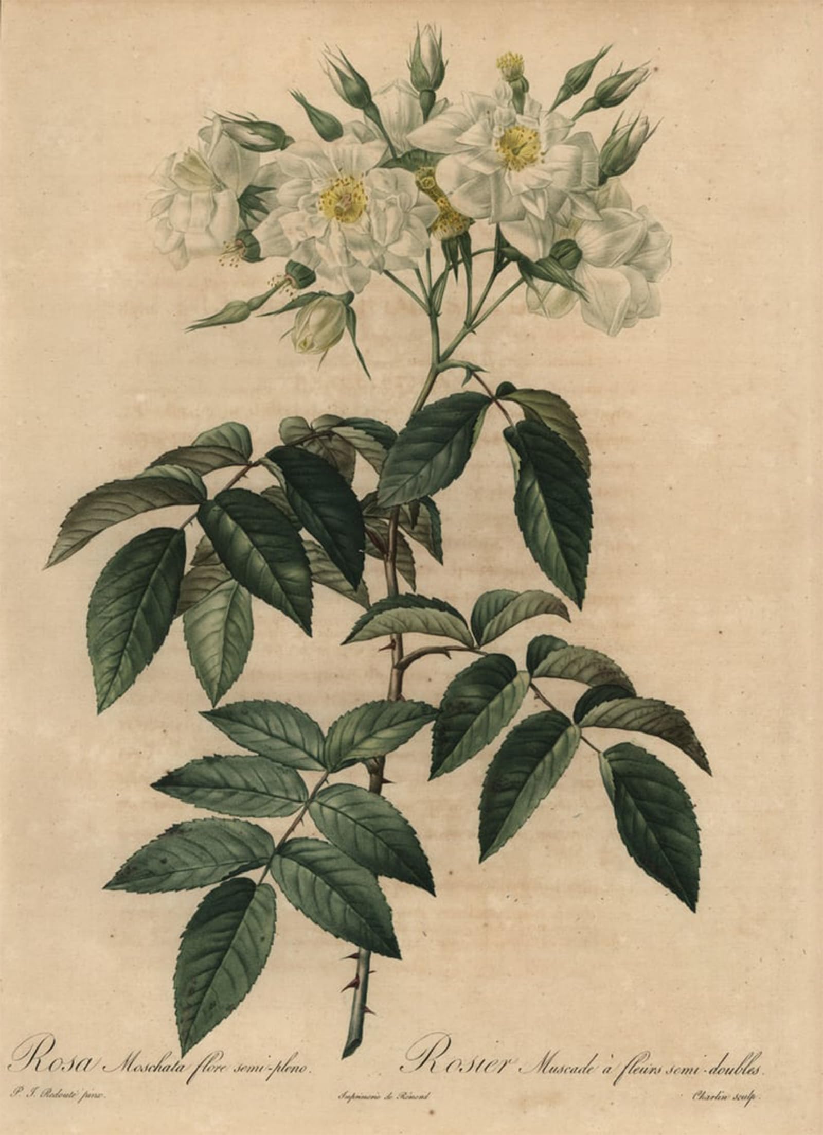 Tableau moderne Pierre Redouté Rosa Moschata pour grand mur vide - 5