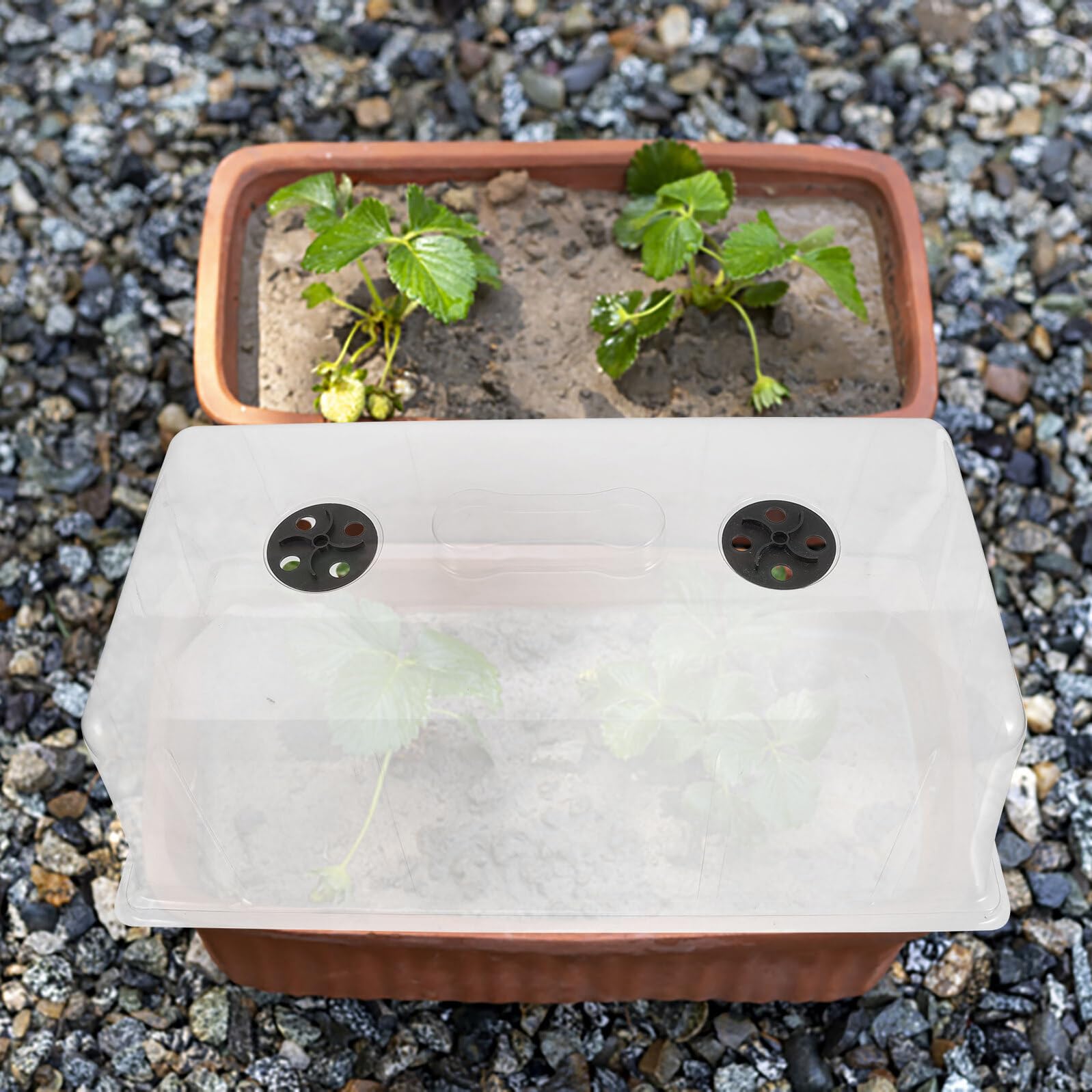 DOITOOL Copertura Mini in Vita Piante Quotidiana e Giardinaggio Plastica Mantenere Temperatura e umidità Equilibrata Piantine
