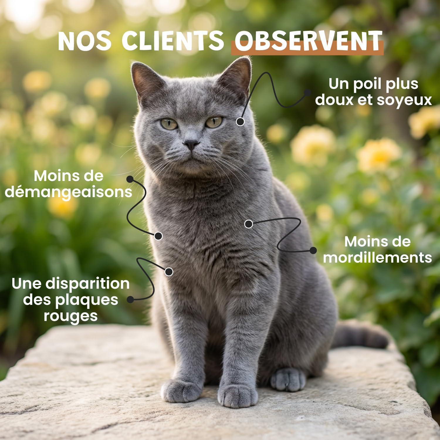 Démangeaisons Chien - Complément Alimentaire Anti-Grattage - Levure de Bière Bardane Pissenlit Lavande - Peau Saine & Pelage Apaisé - Formulé par des Vétérinaires - Fabriqué en France