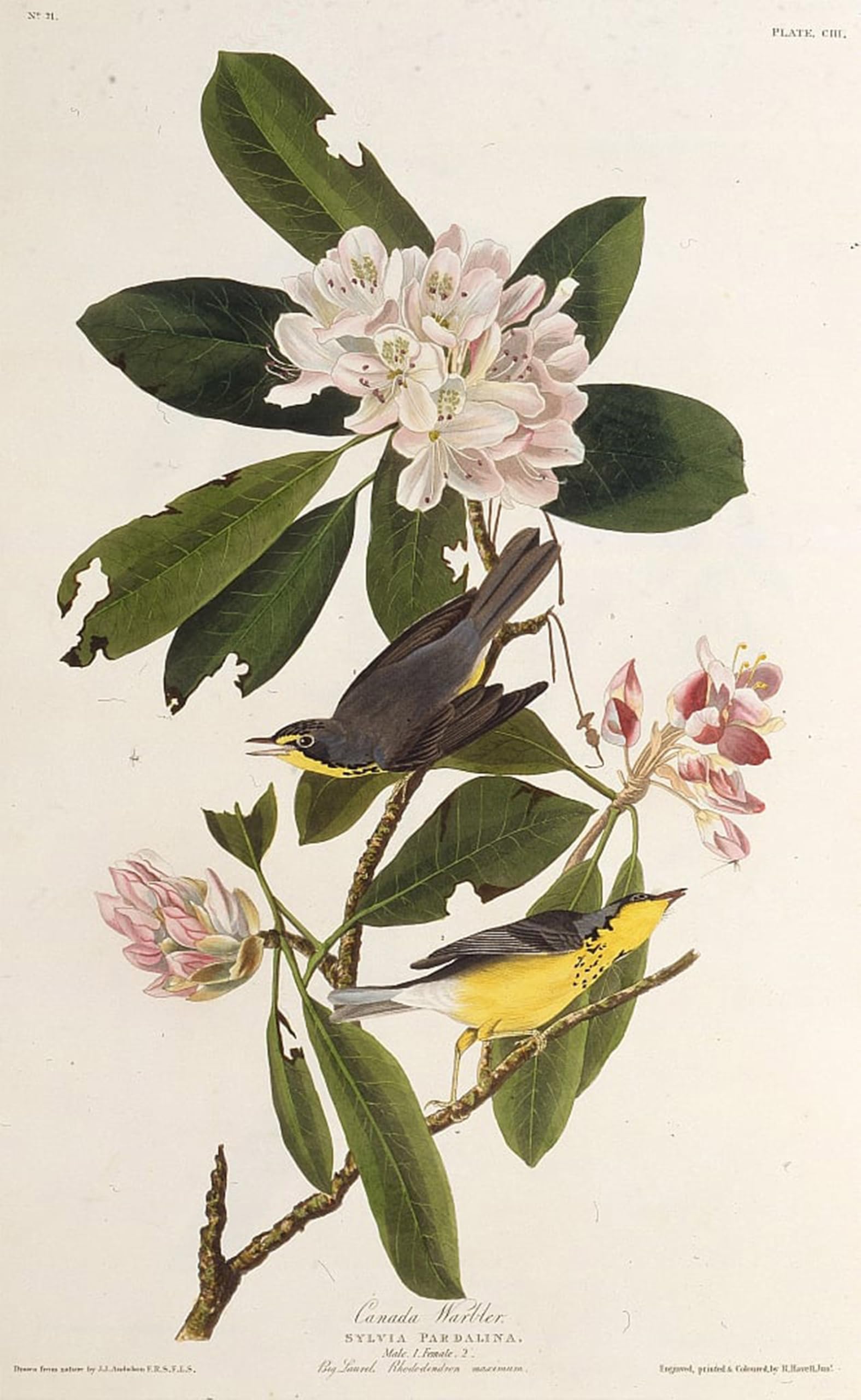 POSTERIIk Famous Print Pop Art Wall Art Graffiti the Canada Warbler From the Birds of America by John Jamess Audubon Art Prints for Home Decor 60x90cm