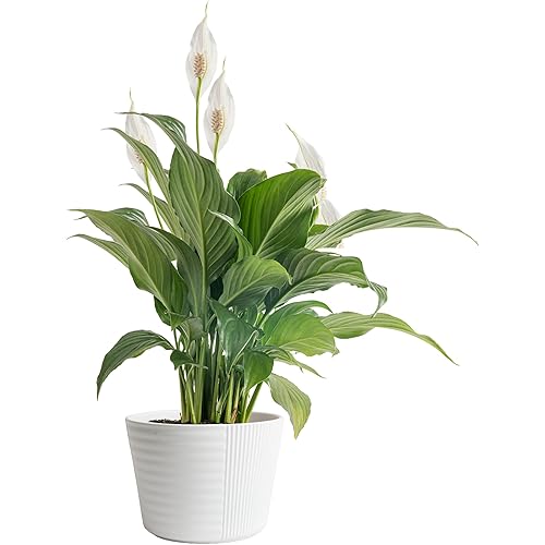 Costa Farms Peace Lily Live Plant in Decorative Pot, Air Purifying Flowering Indoor Houseplant, Perfect for Home, Room, or Office Decor, Great House Warming or Birthday Gift, 14-24 Inches Tall